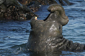 Photograph of a walrus