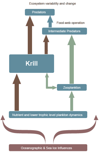 A greatly simplified illustration representing some of the key components of Southern Ocean marine ecosystems.